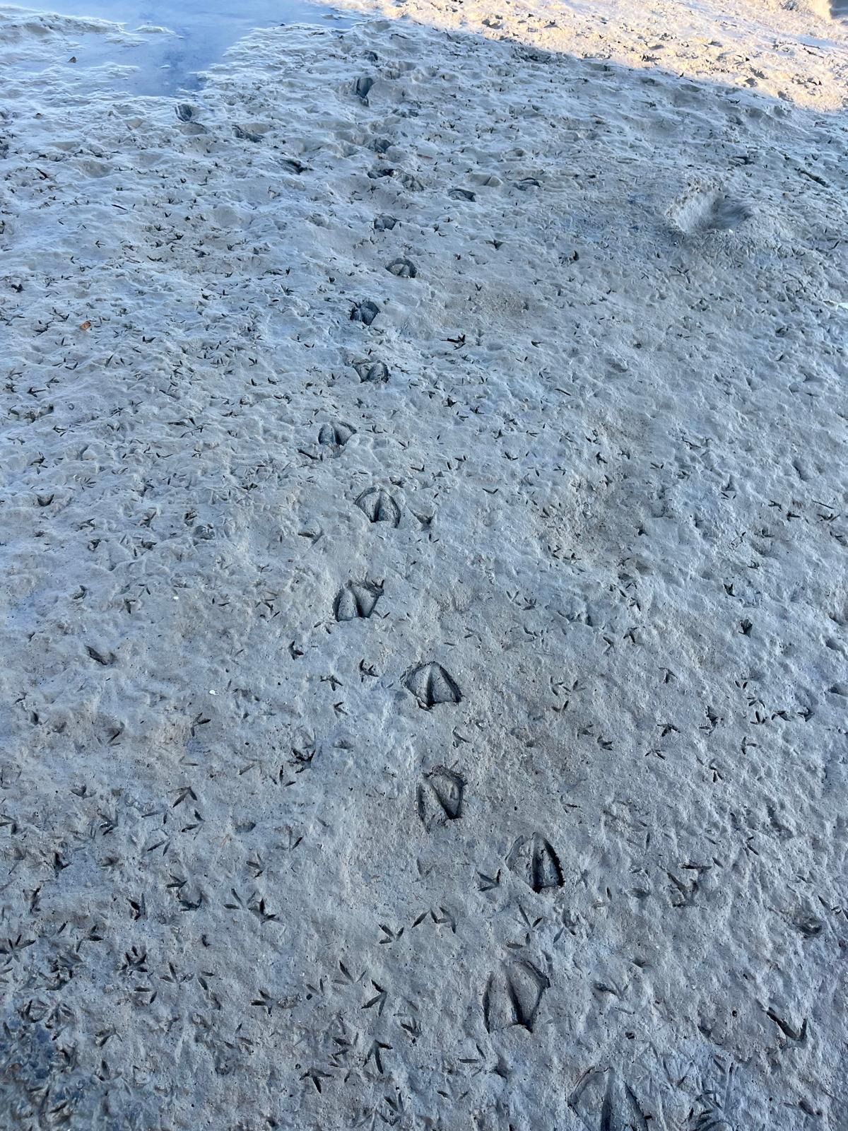 Bird footprints on the bed of a salt pan in Marsala