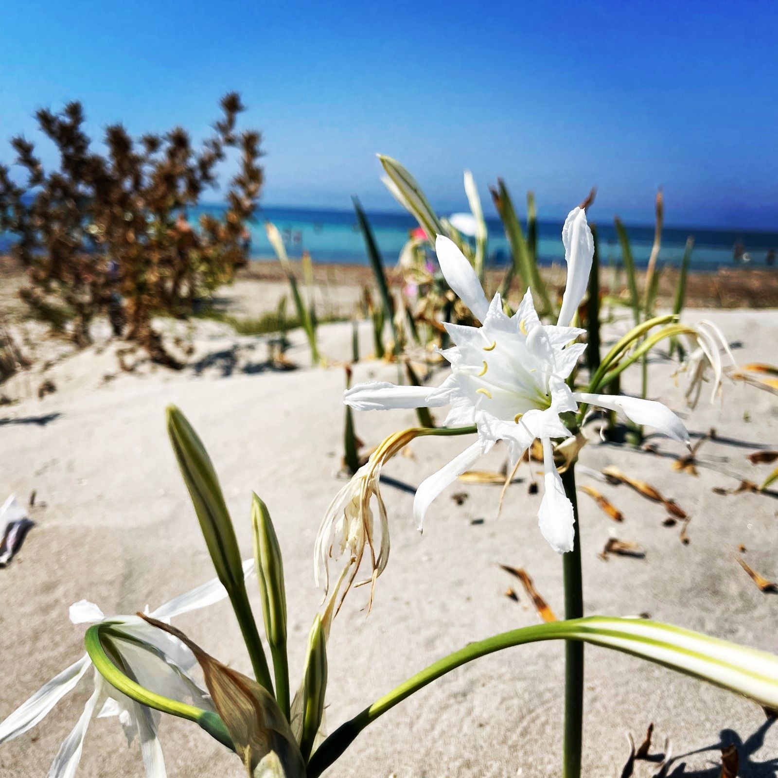 A glimpse on the coast near Mazara del Vallo