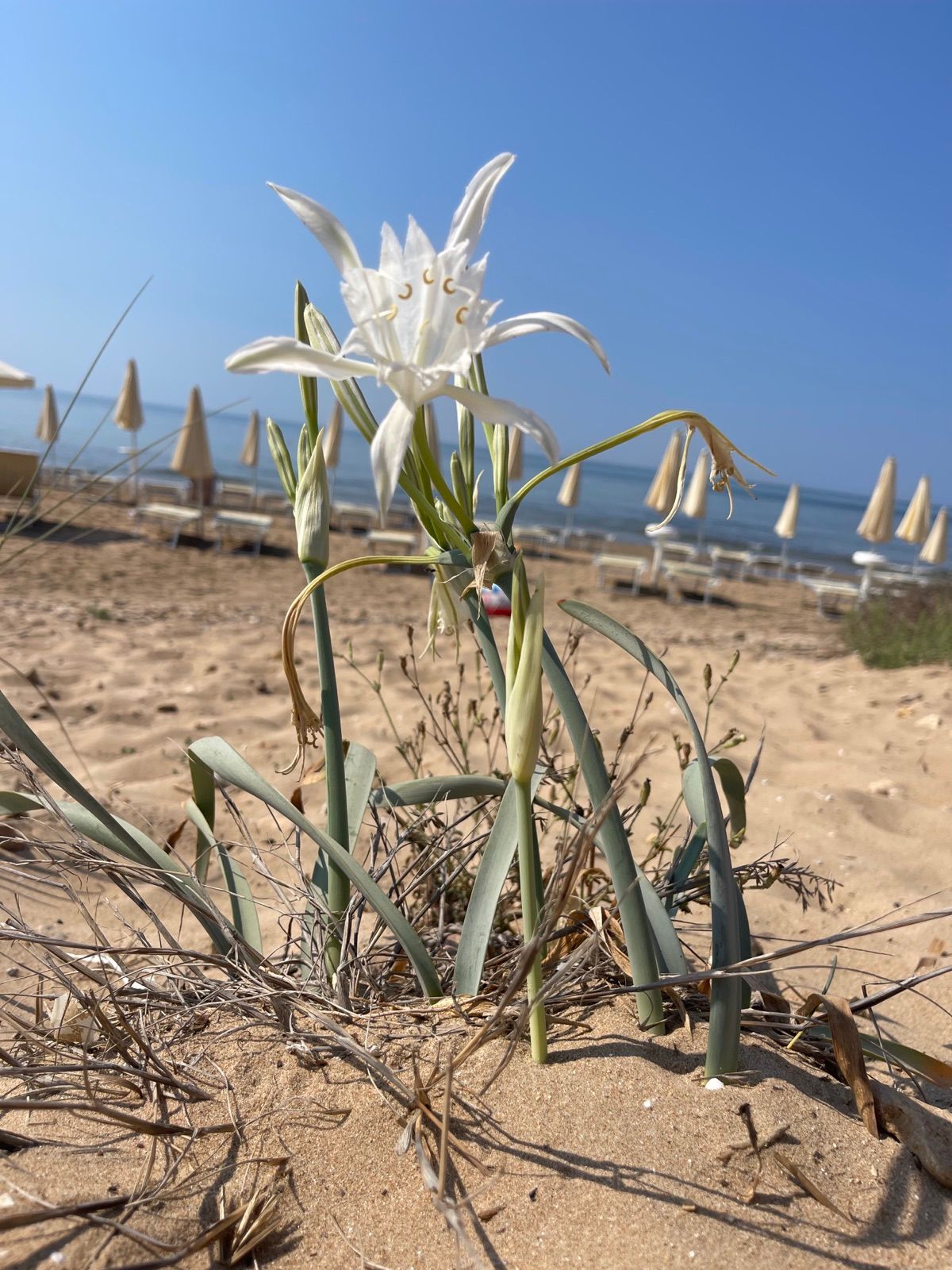 Un giglio di mare fiorito sulla duna, con gli ombrelloni chiusi dietro